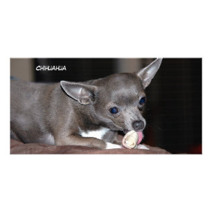 Cute Chihuahua Puppy Card