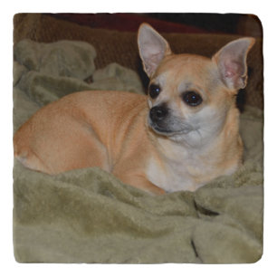 Cute Chihuahua puppy Trivet