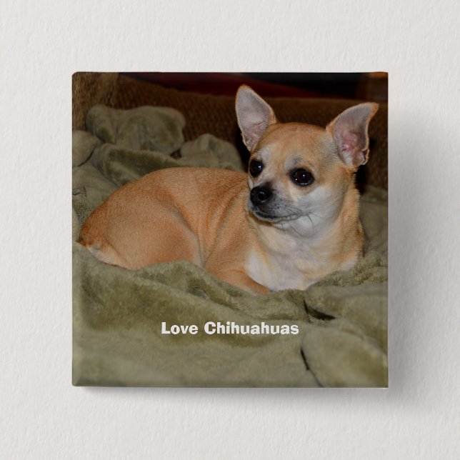 Cute Chihuahua Resting Pinback Button (Front)