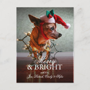 Cute Chihuahua With A Santa Hat Holiday Postcard