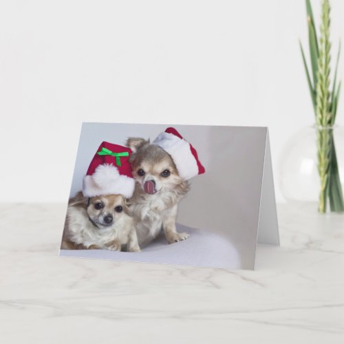 Cute chihuahuas Christmas Card