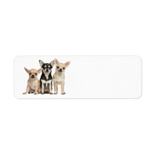 Cute Chihuahuas Label