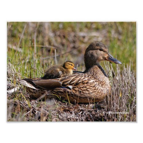 Cute Chillin Mallard Mom Duck  Baby Duckling Photo Print