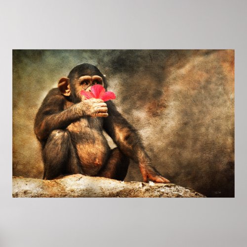 Cute Chimpanzee Flower Wildlife Art Poster