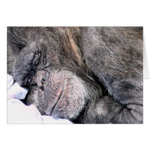 CUTE CHIMPANZEE Greetings Card