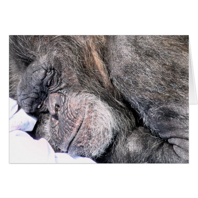 CUTE CHIMPANZEE Greetings Card (Front Horizontal)