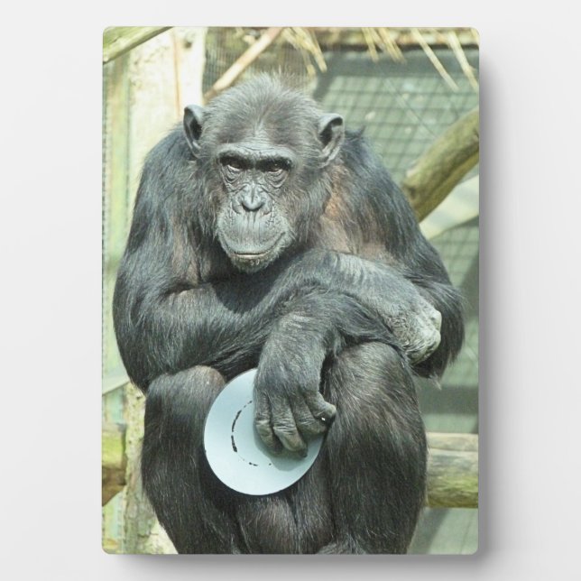 CUTE CHIMPANZEE PLAQUE (Front)