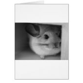 Cute Chinchilla (Front)