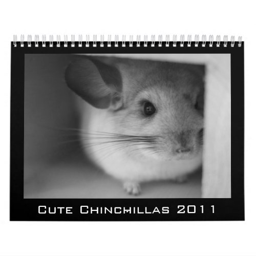 Cute Chinchilla Calendar 2011