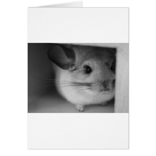 Cute Chinchilla Cards (Front)