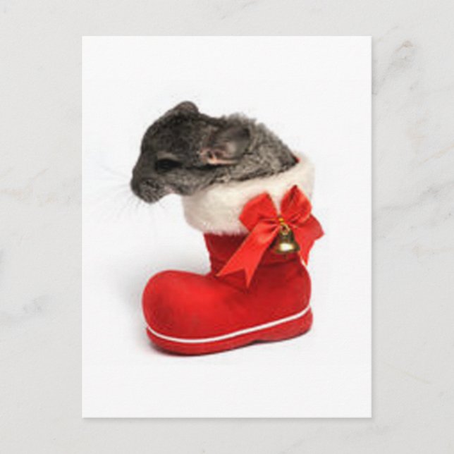 Cute Chinchilla in Christmas Stocking Holiday Postcard (Front)