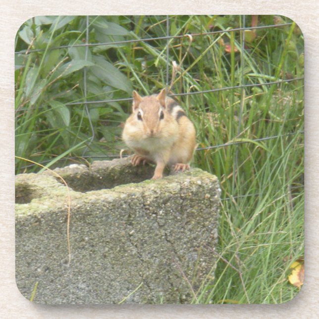 Cute Chipmunk Beverage Coaster (Front)