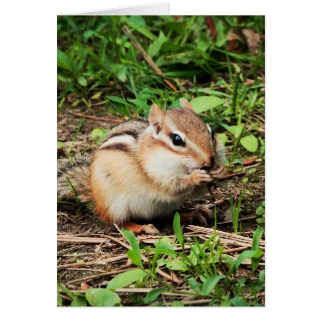 Cute Chipmunk Cards (Front)