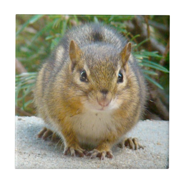 Cute Chipmunk Has His Eye On You Ceramic Tile (Front)