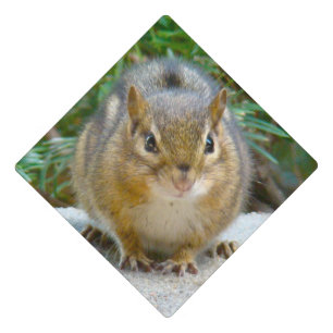 Cute Chipmunk Has His Eye On You Graduation Cap Topper