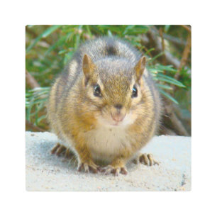 Cute Chipmunk Has His Eye On You Metal Print