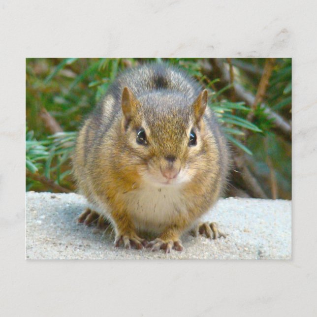 Cute Chipmunk Has His Eye On You Postcard (Front)
