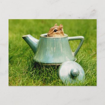 Cute Chipmunk In Teapot Postcard by Meg_Stewart at Zazzle