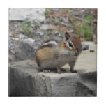 [ Thumbnail: Cute Chipmunk Like Critter On a Rock Photo Tile ]