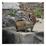 [ Thumbnail: Cute Chipmunk Like Critter On a Rock Poster ]
