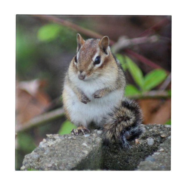 Cute Chipmunk On Rock Animal Ceramic Tile (Front)