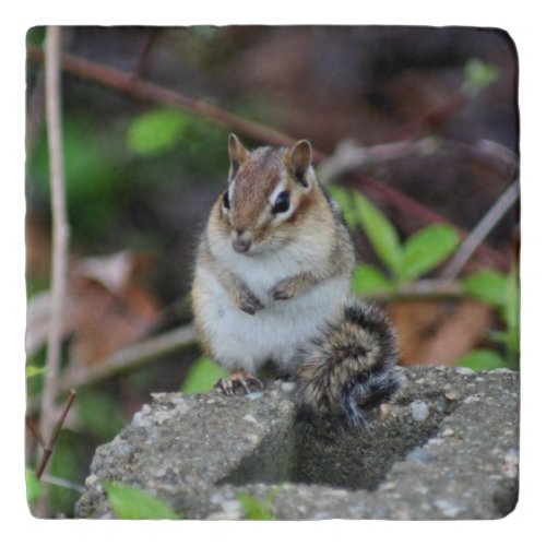 Cute Chipmunk On Rock Animal  Trivet