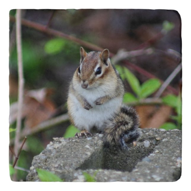 Cute Chipmunk On Rock Animal  Trivet (Front)