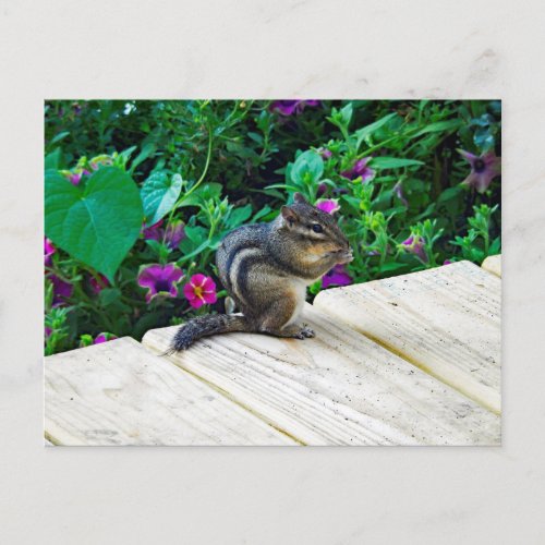Cute Chipmunk Photo Postcard