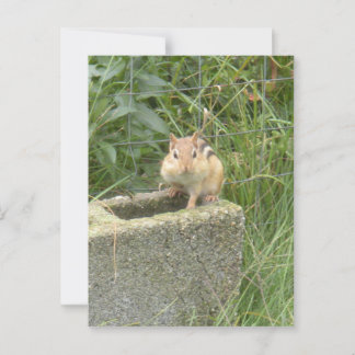Cute Chipmunk Postcard