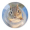 Cute Chipmunk Sitting in a Food Container