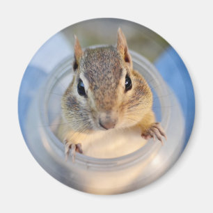 Cute Chipmunk Sitting in a Food Container Magnet