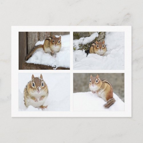 Cute Chipmunk Sitting in the Snow 4 Photo Collage Postcard