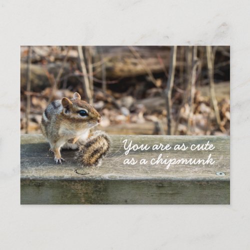 Cute Chipmunk Sitting on Wooden Rail in Forest Postcard