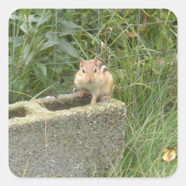 Cute Chipmunk Square Sticker (Front)
