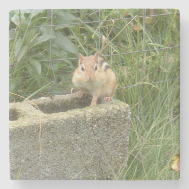 Cute Chipmunk Stone Coaster (Front)