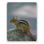 Cute Chipmunk Temporary Tattoos