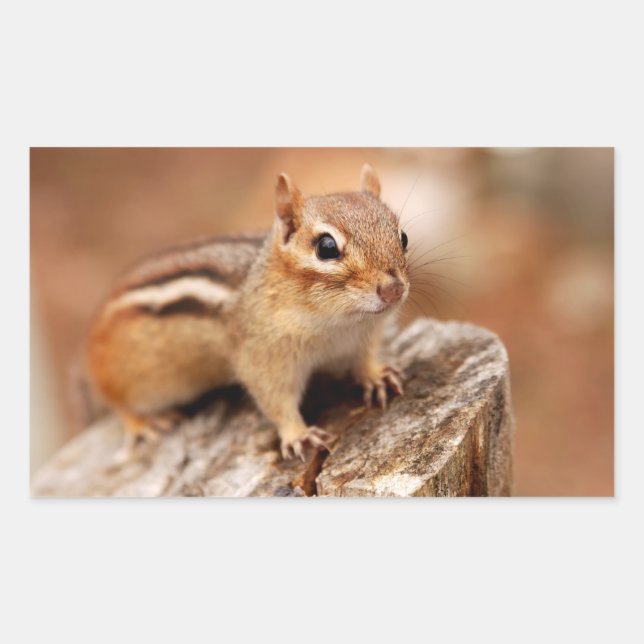 Cute Chipmunk Waiting Rectangular Sticker (Front)