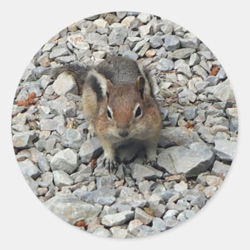 Cute Chipmunk Wildlife Photo Classic Round Sticker
