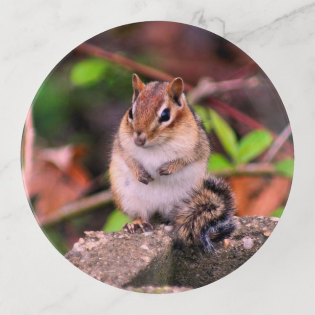 Cute Chipmunk Wildlife   Trinket Tray (Front)