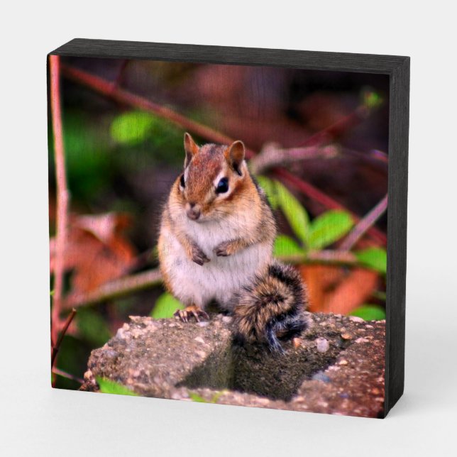 Cute Chipmunk Wildlife  Wooden Box Sign (Angled Horizontal)
