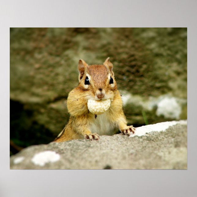 Cute Chipmunk with Large Treat Poster (Front)