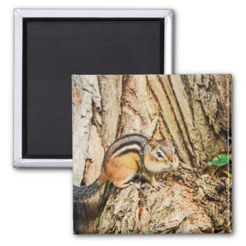 Cute Chipmunk Woodland Animals Nature Square Magnet