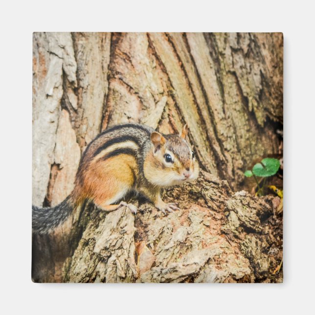 Cute Chipmunk Woodland Animals Nature Square Magnet (Front)