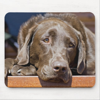 Cute Chocolate Brown Labrador Retriever Pet Dog Mouse Pad