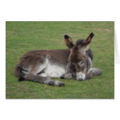 Cute chocolate donkey baby foal asleep (Front Horizontal)