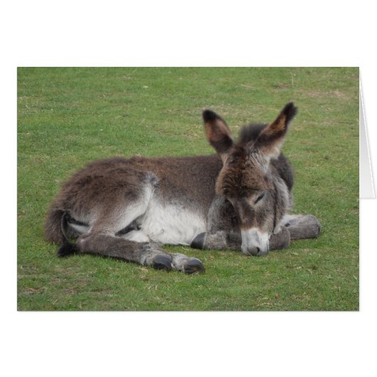 Cute chocolate donkey baby foal asleep (Front Horizontal)