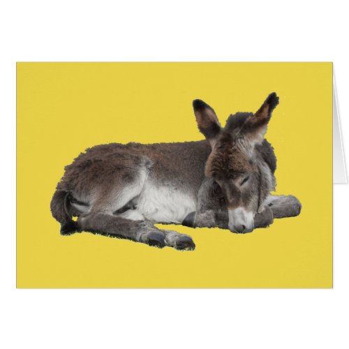 Cute chocolate donkey baby foal sleeping on yellow