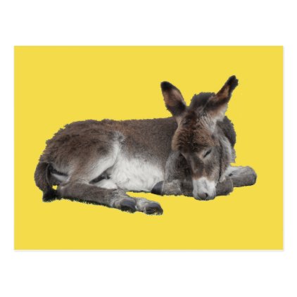 Cute chocolate donkey baby foal sleeping on yellow postcard