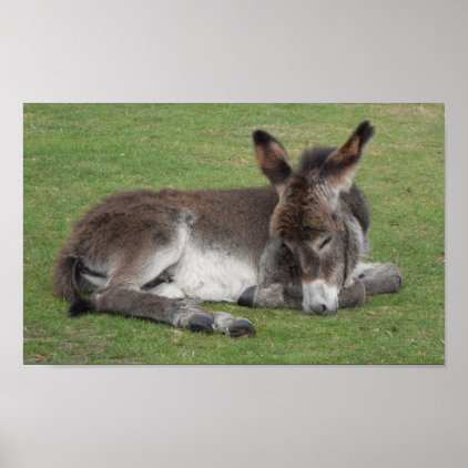 Cute chocolate donkey baby foal sleeping poster