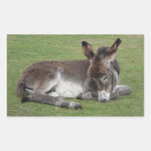 Cute chocolate donkey baby foal sleeping rectangular sticker